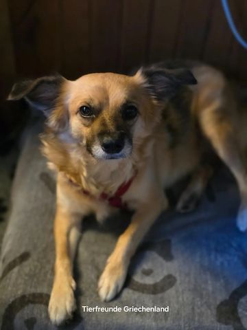 Polly (Bald auf Pflegestelle in Deutschland)