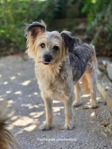Lotti (Bald auf Pflegestelle in Deutschland)