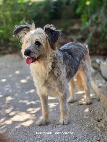 Lotti (Bald auf Pflegestelle in Deutschland)