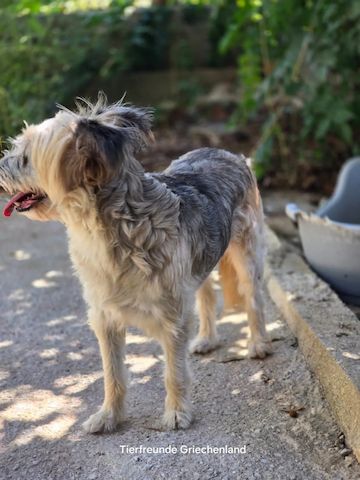 Lotti (Bald auf Pflegestelle in Deutschland)