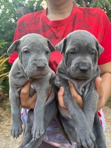 Thai-Ridgeback-Welpen. WhatsApp: +44 7469 456352