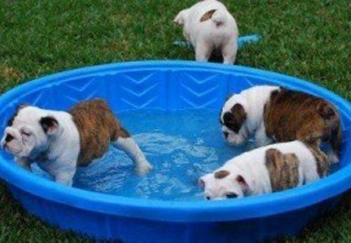 Englische Bulldogge zu verkaufen