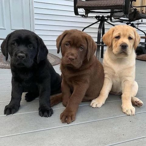 Labrador-Retriever-Welpen verfügbar.