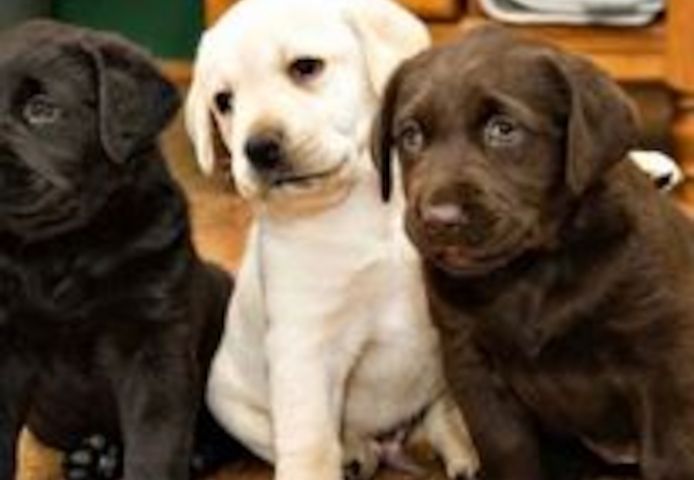 Labrador-Retriever-Welpen verfügbar.