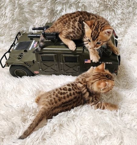 Wunderschöne Bengal-Kätzchen suchen ein Zuhause