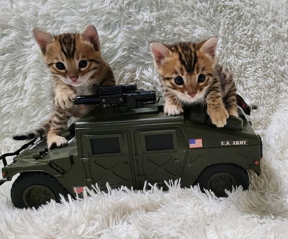 Wunderschöne Bengal-Kätzchen suchen ein Zuhause