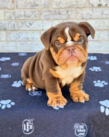 Wunderschöne Englische Bulldoggen-Welpen suchen ein liebevolles neues Zuhause 🐾