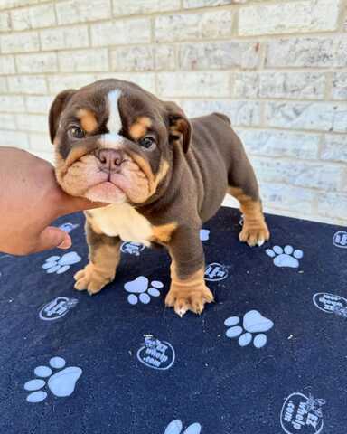 Wunderschöne Englische Bulldoggen-Welpen suchen ein liebevolles neues Zuhause 🐾