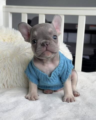 Wunderschöne Französische Bulldoggen-Welpen suchen ein liebevolles neues Zuhause