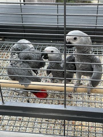 Afrikanische Graupapageien