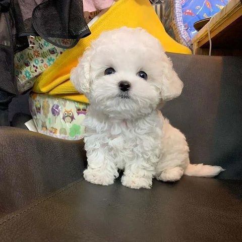 Wunderschöne Bichon-Frisé-Welpen suchen ein liebevolles neues Zuhause