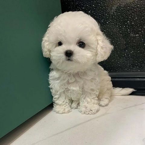 Wunderschöne Bichon-Frisé-Welpen suchen ein liebevolles neues Zuhause