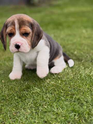 Wunderschöne Beagle-Welpen suchen ein liebevolles neues Zuhause
