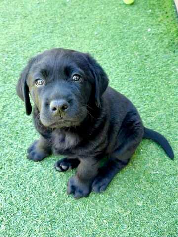 Wunderschöne Labrador-Retriever-Welpen suchen ein liebevolles neues Zuhause