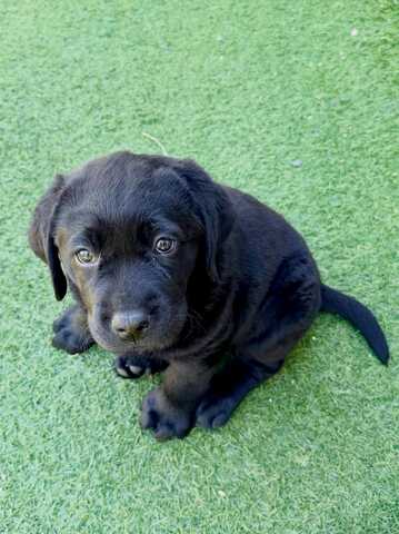 Wunderschöne Labrador-Retriever-Welpen suchen ein liebevolles neues Zuhause