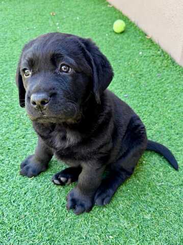 Wunderschöne Labrador-Retriever-Welpen suchen ein liebevolles neues Zuhause