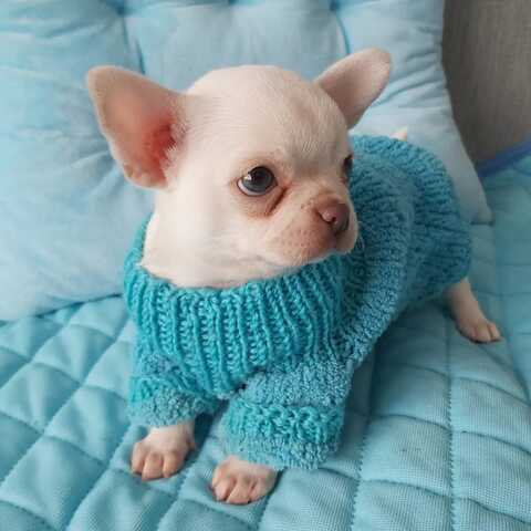 Wunderschöne Chihuahua-Welpen suchen ein liebevolles neues Zuhause