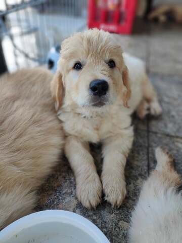 Wunderschöne Golden-Retriever-Welpen suchen ein liebevolles neues Zuhause