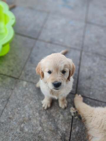 Wunderschöne Golden-Retriever-Welpen suchen ein liebevolles neues Zuhause