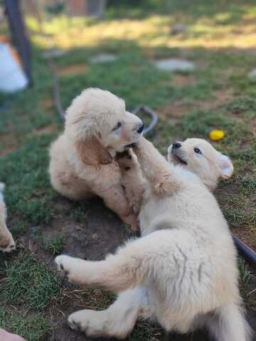 Wunderschöne Golden-Retriever-Welpen suchen ein liebevolles neues Zuhause