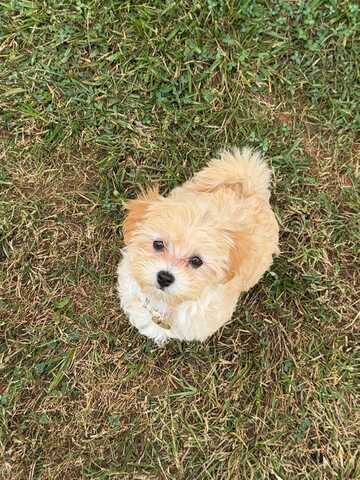 Wunderschöne Maltipoo-Welpen suchen ein liebevolles neues Zuhause