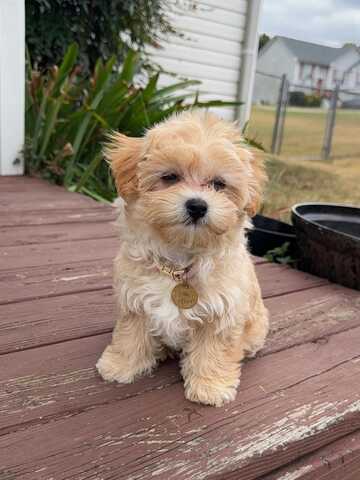 Wunderschöne Maltipoo-Welpen suchen ein liebevolles neues Zuhause