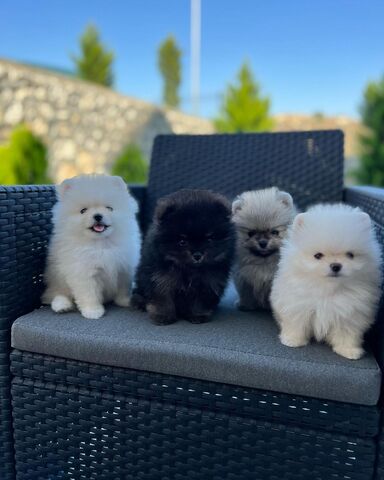 🐾 Pomeranian-Welpen suchen ein Zuhause 🐾