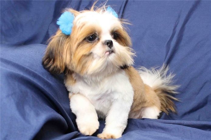 🐾 Zuckersüße Shih-Tzu-Welpen suchen ein Zuhause! 🐾
