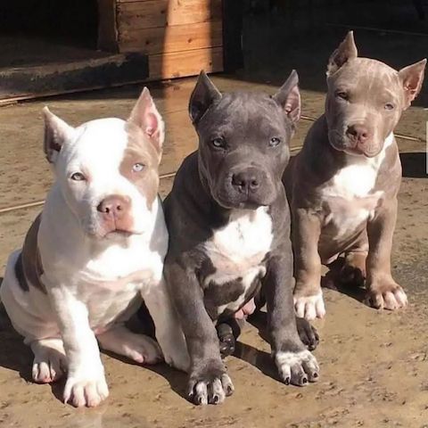🐾 American-Pitbull-Welpen suchen ein Zuhause 🐾