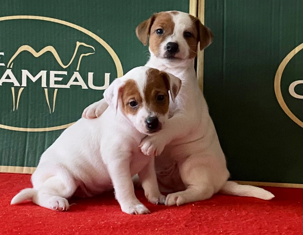 🐾 Jack-Russell-Terrier-Welpen suchen ein Zuhause 🐾