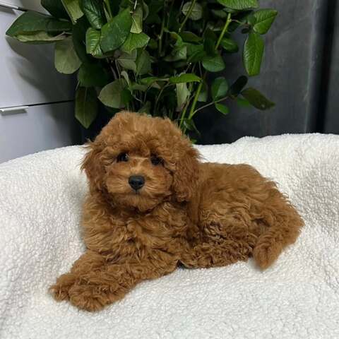Wunderschöne Goldendoodle-Welpen suchen ein liebevolles neues Zuhause