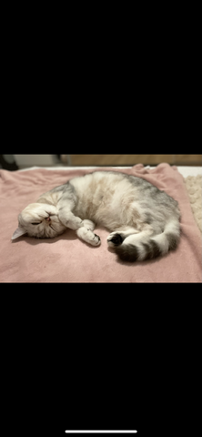 BKH Katze Luna ❤️ weiblich 2 Jahre 6 Monate