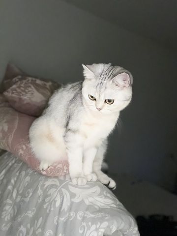 BKH Katze Luna ❤️ weiblich 2 Jahre 6 Monate