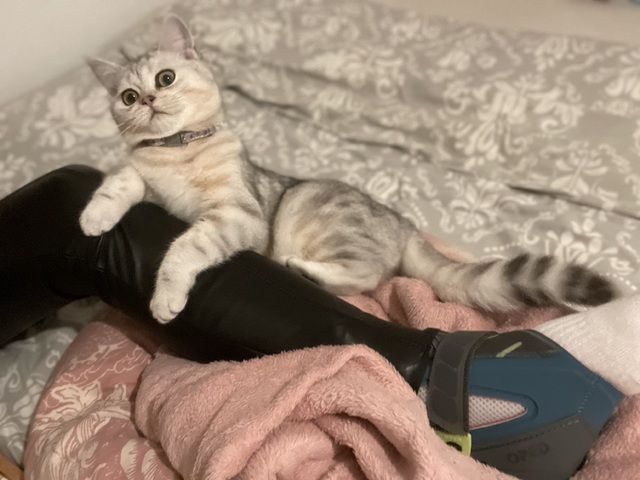 BKH Katze Luna ❤️ weiblich 2 Jahre 6 Monate