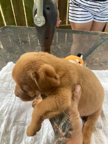 Bordeauxdoggen-Welpen,
