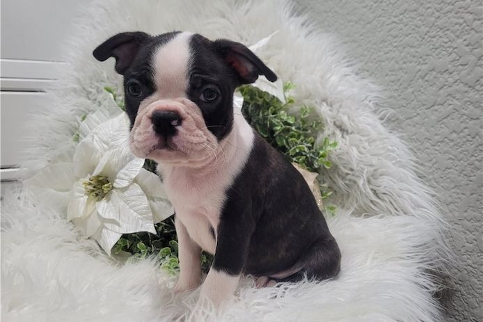 Reinrassige  Boston Terrier Welpen