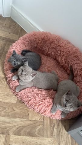 Reinrassige Britisch Kurzhaar Kitten mit Stammbaum