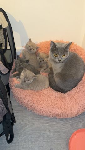 Reinrassige Britisch Kurzhaar Kitten mit Stammbaum