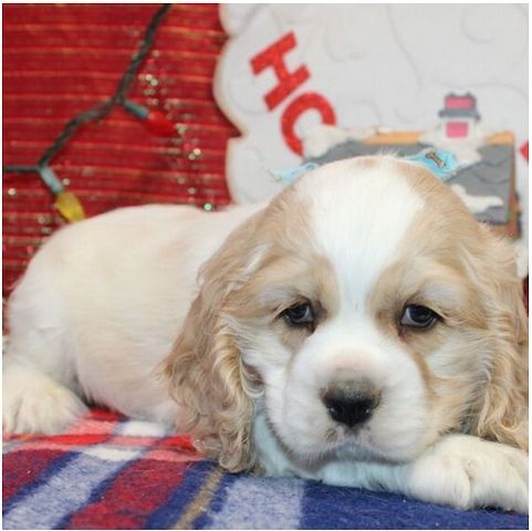 Reinrassige  cocker spaniel welpen