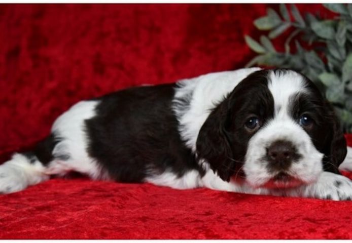 Reinrassige  cocker spaniel welpen