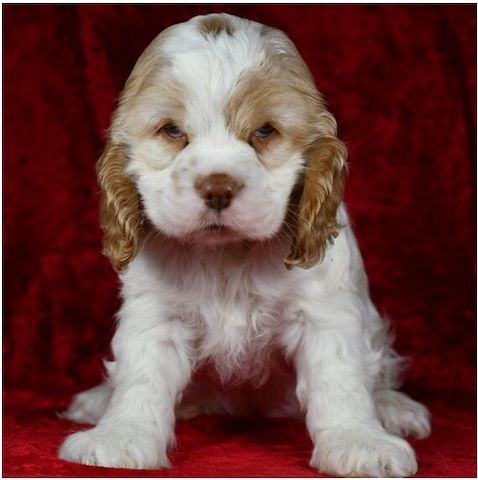 Reinrassige  cocker spaniel welpen