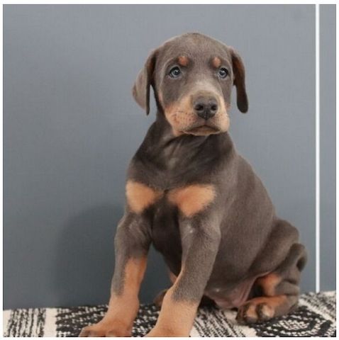 Reinrassige dobermann welpen