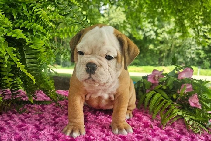 Reinrassige Englische Bulldoggen welpen