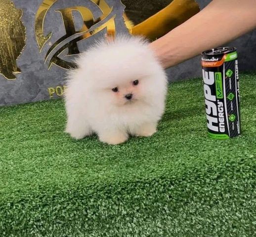 Zwergspitz-Welpen (Pomeranian)