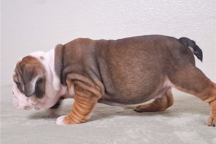 Reinrassige Englische Bulldoggen welpen
