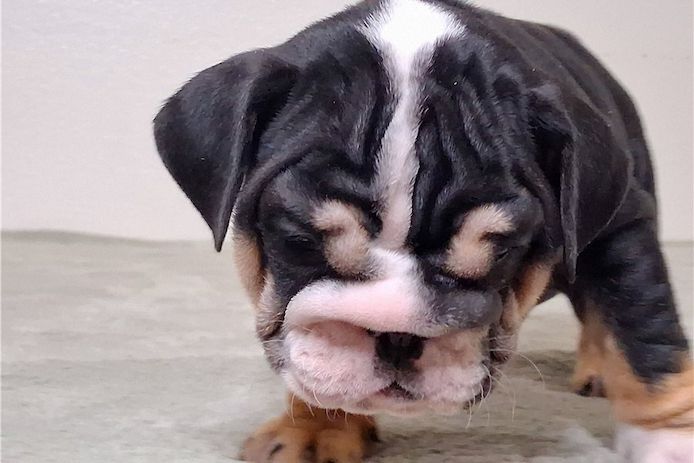 Reinrassige Englische Bulldoggen welpen