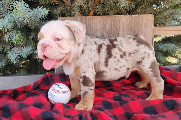 Reinrassige Englische Bulldoggen welpen