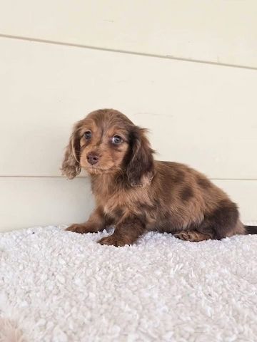 Zwergspitz-Welpen (Dachshund)