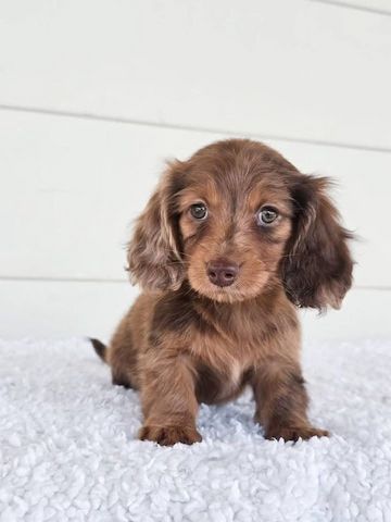 Zwergspitz-Welpen (Dachshund)