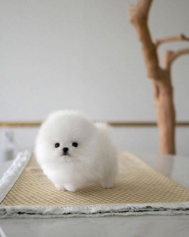 Zwergspitz-Welpen (Pomeranian)